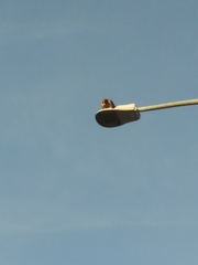 Buteo jamaicensis calurus