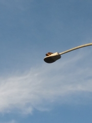 Buteo jamaicensis calurus