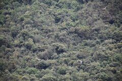 Chroicocephalus serranus