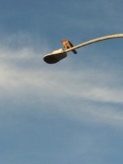 Buteo jamaicensis calurus