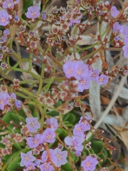 Limonium companyonis