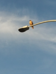 Buteo jamaicensis calurus
