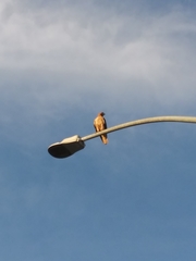 Buteo jamaicensis calurus