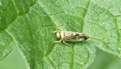 Colladonus mendicus