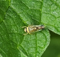 Colladonus mendicus
