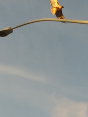 Buteo jamaicensis calurus