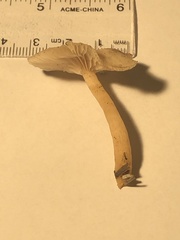 Clitocybe deceptiva