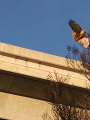 Buteo jamaicensis calurus