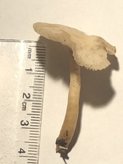 Clitocybe deceptiva