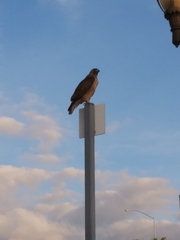 Buteo jamaicensis calurus