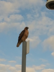 Buteo jamaicensis calurus