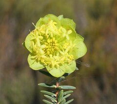Pimelea aeruginosa