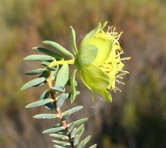 Pimelea aeruginosa