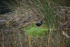 Fulica ardesiaca