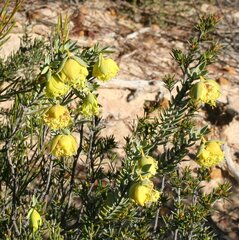 Pimelea aeruginosa
