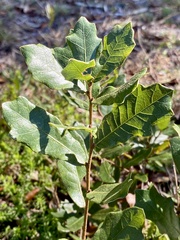 Quercus minima