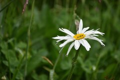 Leucanthemum