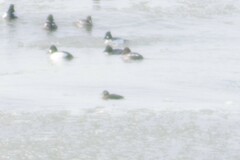 Histrionicus histrionicus