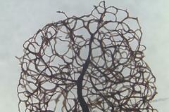 Comatricha vineatilis