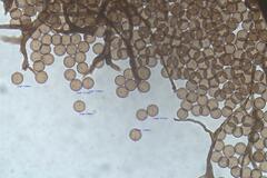 Comatricha vineatilis