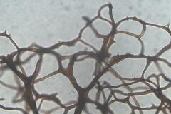 Comatricha vineatilis