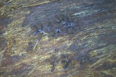 Comatricha vineatilis