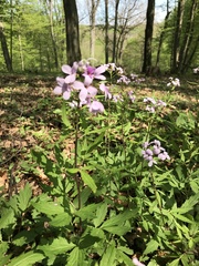 Cardamine bulbifera