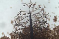 Comatricha vineatilis