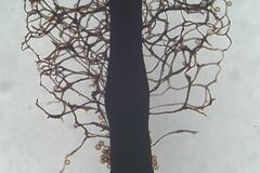 Comatricha vineatilis