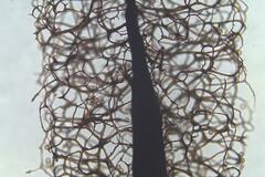 Comatricha vineatilis