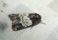 Bryolymnia viridimedia