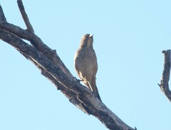 Toxostoma bendirei