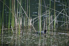 Fulica ardesiaca