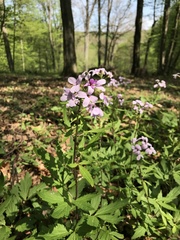Cardamine bulbifera
