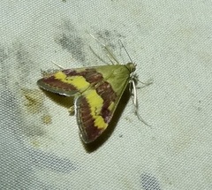 Pyrausta flavofascialis