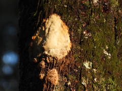 Phlebia radiata
