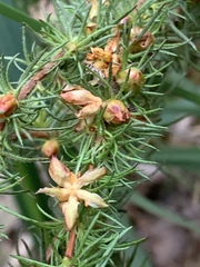 Hibbertia fasciculata