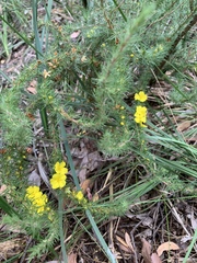 Hibbertia fasciculata