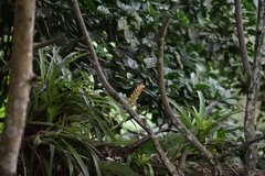 Guzmania monostachia