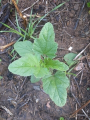 Sphaeralcea