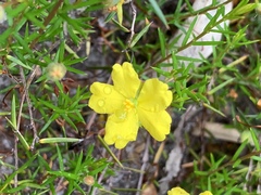Hibbertia acicularis