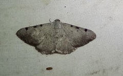 Digrammia triviata