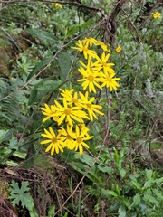 Euryops chrysanthemoides