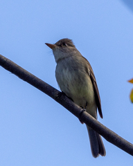 Empidonax traillii
