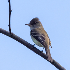 Empidonax traillii