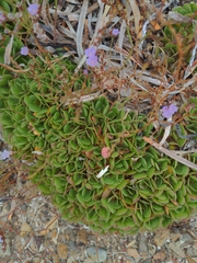Limonium companyonis