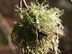 Ramalina farinacea