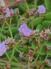 Limonium companyonis