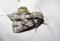 Acronicta liturata