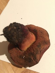 Suillellus amygdalinus